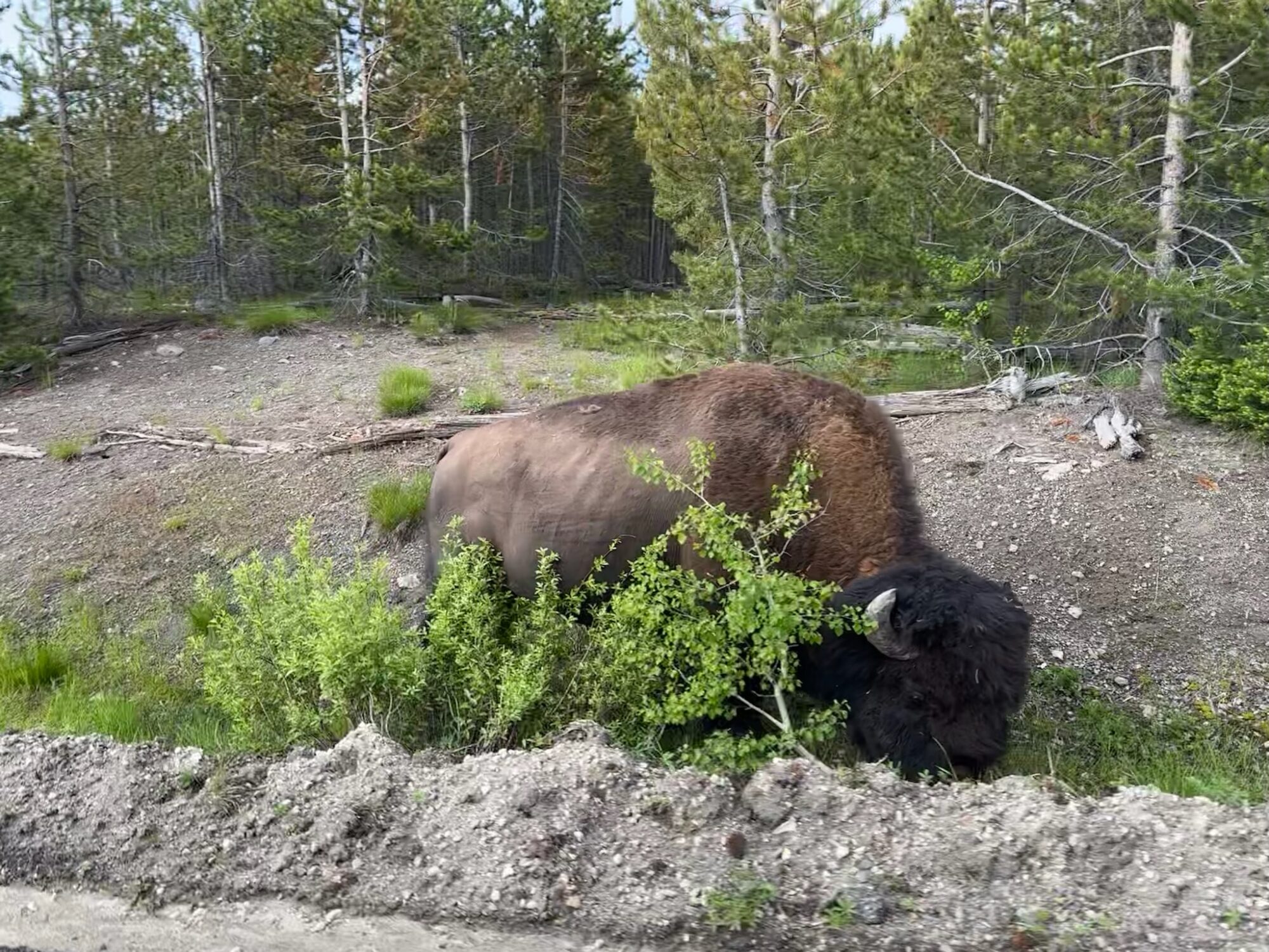 Day 11 - Bison in the ditch - Yellowstone National Park