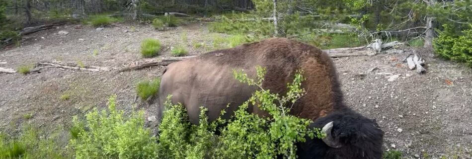 Day 11 - Bison in the ditch - Yellowstone National Park