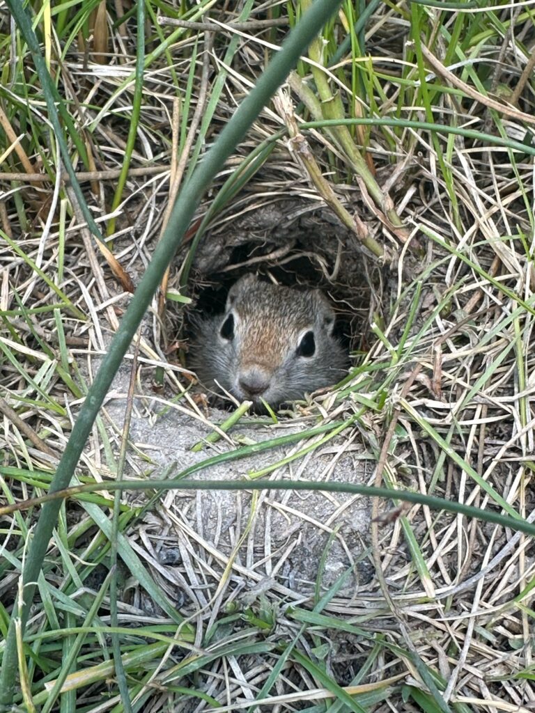 Day 13 - Ground Squirrel