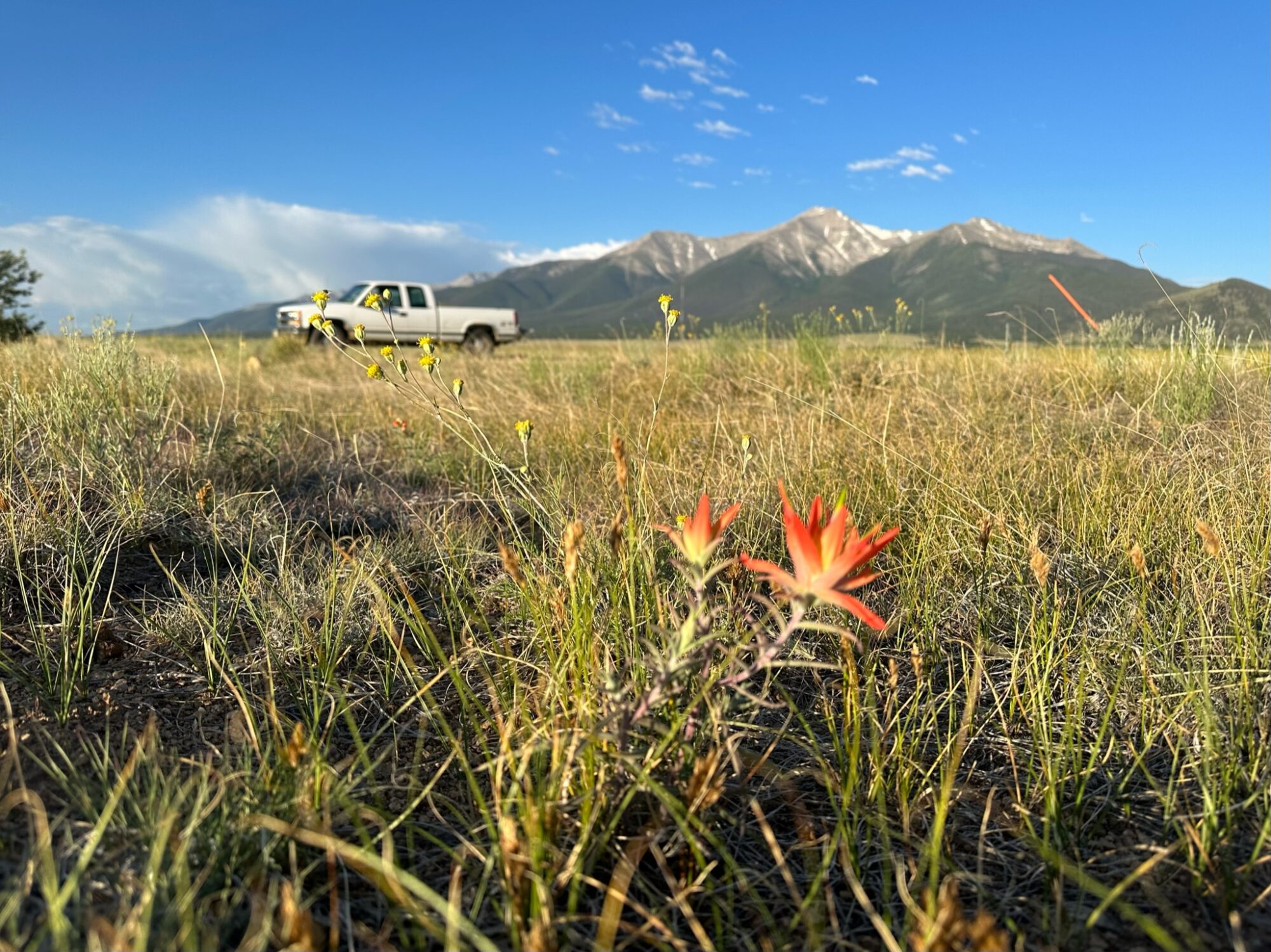 Day19 - Indian paintbrush flower in the meadow near Buena Vista, Colorado