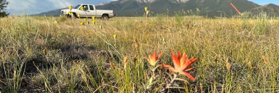 Day19 - Indian paintbrush flower in the meadow near Buena Vista, Colorado