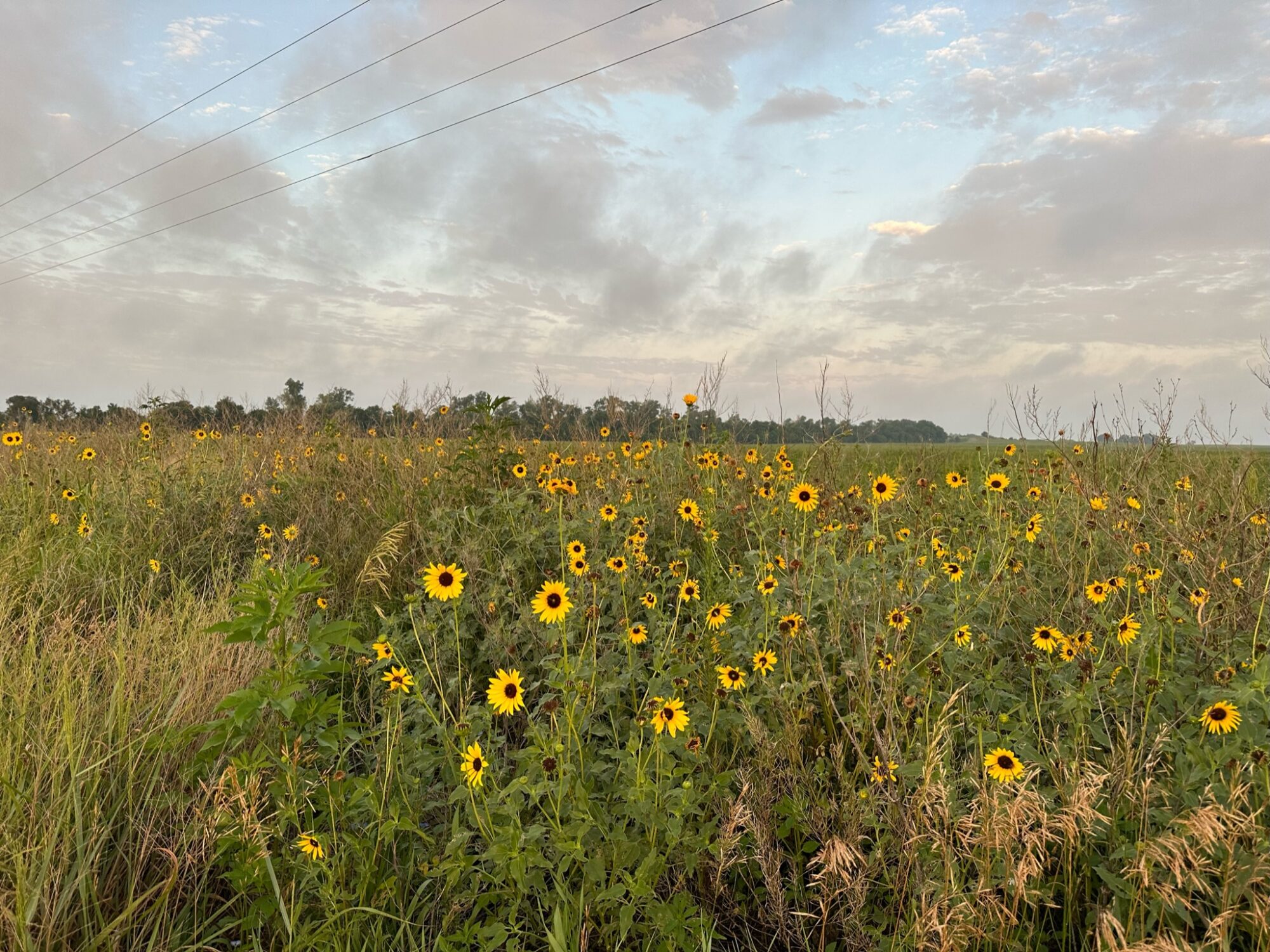 Day 27- Kansas sunflowers