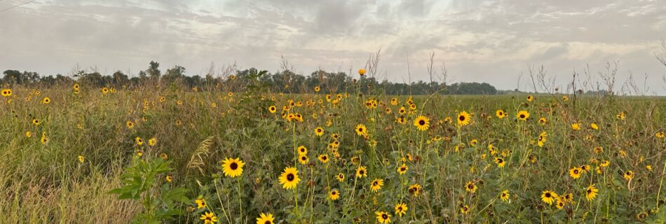 Day 27- Kansas sunflowers