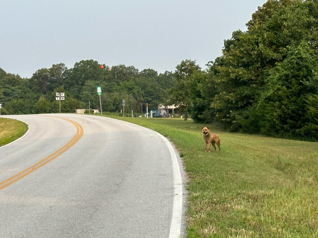 Day 31 - Dealing with dogs. This is becoming an issue. I outran this old beast!