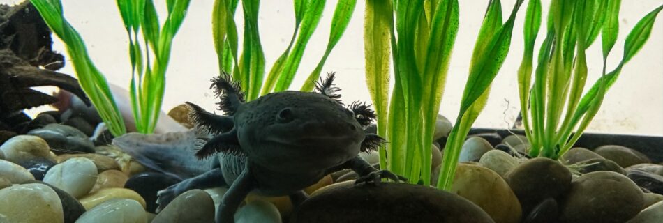 Day 38- An axoloti (salamander) at the Columbus Museum of Science